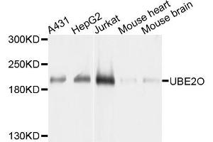 Western blot analysis of extracts of various cell lines, using UBE2O antibody. (UBE2O Antikörper  (AA 1073-1292))