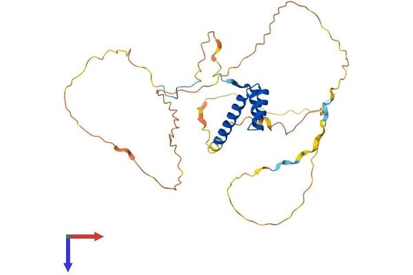 HOXD1 Protein (AA 1-328) (His tag)