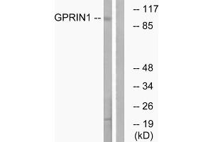 Western blot analysis of extracts from HT-29 cells, using GPRIN1 antibody. (GPRIN1 Antikörper  (Internal Region))