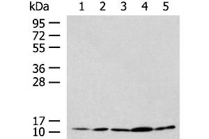 Western blot analysis of HL-60 Hela Jurkat LNCAP HepG2 cell lysates using PAM16 Polyclonal Antibody at dilution of 1:900 (MAGMAS Antikörper)
