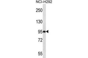 Western Blotting (WB) image for anti-Poly(A) Polymerase gamma (PAPOLG) antibody (ABIN2997196) (PAPOLG Antikörper)