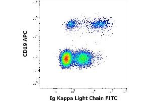 Flow cytometry multicolor surface staining of human lymphocytes stained using anti-human Ig kappa light chain (A8B5) FITC antibody (20 μL reagent / 100 μL of peripheral whole blood) and anti-human CD19 (LT19) APC antibody (10 μL reagent / 100 μL of peripheral whole blood). (kappa Light Chain Antikörper  (FITC))