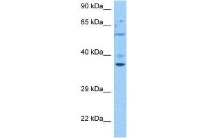 Host:  Rabbit  Target Name:  TMEM173  Sample Tissue:  Human 786-0 Whole Cell  Antibody Dilution:  1ug/ml (STING/TMEM173 Antikörper  (Middle Region))