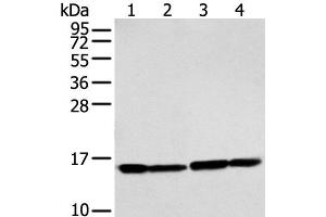 Western blot analysis of 293T and Hela cell using MMGT1 Polyclonal Antibody at dilution of 1:250 (MMGT1 Antikörper)