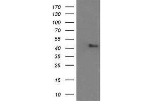 Image no. 4 for anti-Mitogen-Activated Protein Kinase 9 (MAPK9) antibody (ABIN1498930) (JNK2 Antikörper)