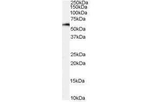 Image no. 1 for anti-Nuclear Factor, Interleukin 3 Regulated (NFIL3) (C-Term) antibody (ABIN374128) (NFIL3 Antikörper  (C-Term))