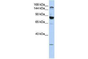 WB Suggested Anti-TJP2 Antibody Titration:  0. (TJP2 Antikörper  (Middle Region))