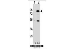 Western blot analysis of THOC1 using rabbit polyclonal THOC1 Antibody using 293 cell lysates (2 ug/lane) either nontransfected (Lane 1) or transiently transfected (Lane 2) with the THOC1 gene.