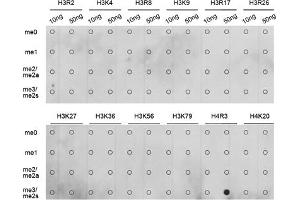 Dot-blot analysis of all sorts of methylation peptides using Symmetric DiMethyl-Histone H4-R3 antibody (ABIN3017488, ABIN3017489, ABIN3017490, ABIN1680265 and ABIN6220116). (Histone H4 Antikörper  (2meArg3))