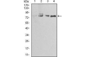 Western blot analysis using EZR mouse mAb against Jurkat (1), A431 (2), MCF-7 (3) and Hela (4) cell lysate. (Ezrin Antikörper  (AA 292-464))