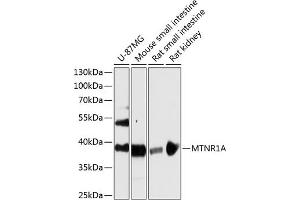 Western blot analysis of extracts of various cell lines, using MTNR1A antibody (ABIN6128254, ABIN6144165, ABIN6144166 and ABIN6216865) at 1:3000 dilution. (Melatonin Receptor 1A Antikörper  (AA 281-350))