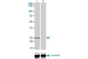 Western blot analysis of PCTP over-expressed 293 cell line, cotransfected with PCTP Validated Chimera RNAi (Lane 2) or non-transfected control (Lane 1).