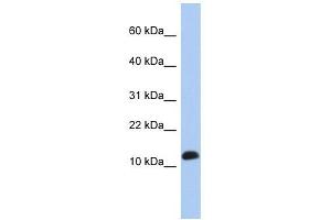 RPL30 antibody used at 1 ug/ml to detect target protein. (RPL30 Antikörper  (Middle Region))