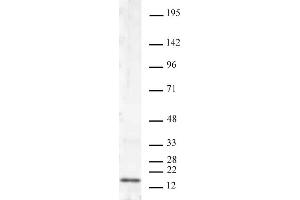 Histone H3K4me2 antibody (mAb) tested by Western blot. (Histone 3 Antikörper  (H3K4me2))