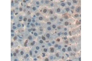 IHC-P analysis of Rat Tissue, with DAB staining. (GADD45A Antikörper  (AA 1-165))