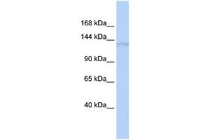ERCC5 antibody used at 1 ug/ml to detect target protein. (ERCC5 Antikörper  (N-Term))