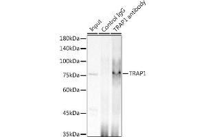 Immunoprecipitation analysis of 300 μg extracts of HCT116 cells using 3 μg TR antibody (ABIN1680970, ABIN3018361, ABIN3018362 and ABIN7101601). (TRAP1 Antikörper)
