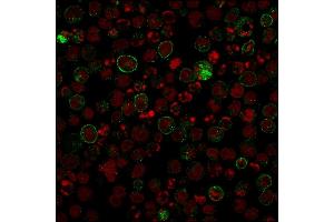 Confocal Immunofluorescence image of Raji cells using CD86 Mouse Recombinant Monoclonal Antibody (rC86/1146) followed by goat anti-Mouse IgG conjugated with CF488 (green). (Rekombinanter CD86 Antikörper)