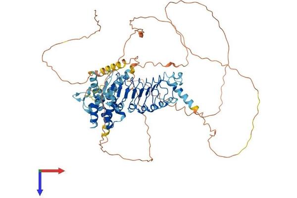 LRCH1 Protein (AA 1-709) (His tag)