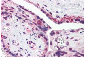 Human Placenta (formalin-fixed, paraffin-embedded) stained with BRE antibody ABIN343906 at 5 ug/ml followed by biotinylated goat anti-rabbit IgG secondary antibody ABIN481713, alkaline phosphatase-streptavidin and chromogen. (BRE Antikörper  (N-Term))