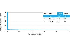 Analysis of Protein Array containing more than 19,000 full-length human proteins using Arginase-1 Mouse Monoclonal Antibody (ARG1/1125). (Liver Arginase Antikörper  (AA 11-97))