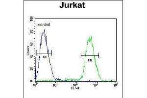 Flow cytometric analysis of Jurkat cells (right histogram) compared to a negative control cell (left histogram). (PPP1R3A Antikörper  (AA 754-782))