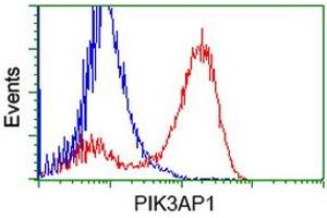 Image no. 3 for anti-phosphoinositide-3-Kinase Adaptor Protein 1 (PIK3AP1) antibody (ABIN1496821) (PIK3AP1 Antikörper)