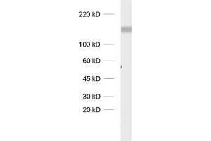 Western Blotting (WB) image for anti-Solute Carrier Family 4, Sodium Bicarbonate Cotransporter, Member 8 (SLC4A8) (AA 1078-1089) antibody (ABIN1742538)