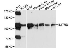 Western blot analysis of extracts of various cell lines, using IL17RD antibody (ABIN6003738) at 1/1000 dilution. (IL17RD Antikörper)