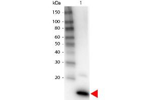 Western Blot of Biotin Conjugated Rabbit anti-IL-4 Antibody. (IL-4 Antikörper  (Biotin))