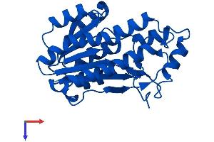 BDH2 Protein (AA 1-245) (His tag)