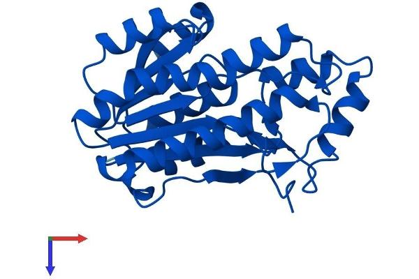 BDH2 Protein (AA 1-245) (His tag)