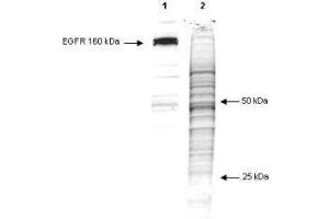 Western Blot of Mouse anti-phosphotyrosine antibody (clone 13F9). (Phosphotyrosine Antikörper)