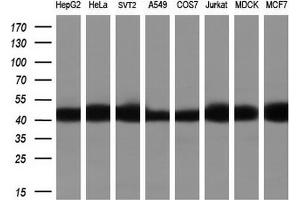 Western Blotting (WB) image for anti-Actin, beta (ACTB) (AA 30-100) antibody (ABIN2715703)