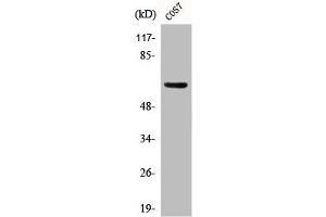 Western Blot analysis of COS7 cells using Phospho-GABAA Rβ1 (S434) Polyclonal Antibody (GABRB1 Antikörper  (pSer434))