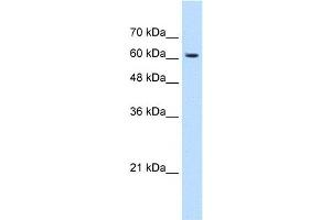 KIAA0319 antibody used at 1.