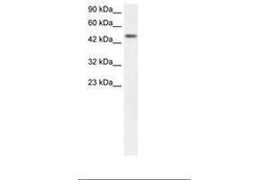 Image no. 1 for anti-CREB3 Regulatory Factor (CREBRF) (AA 365-412) antibody (ABIN6735833) (CREBRF Antikörper  (AA 365-412))