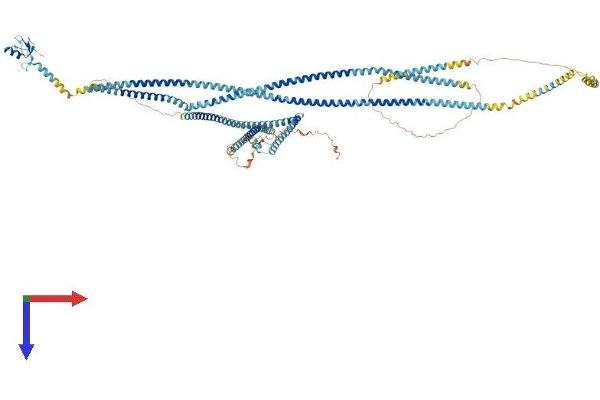 RNF20 Protein (AA 1-975) (His tag)