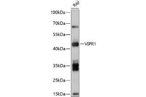 Western blot analysis of extracts of Raji cells, using VIPR1 antibody (ABIN7271299) at 1:1000 dilution. (VIPR1 Antikörper  (AA 31-150))