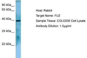 Host: RabbitTarget Name: FUZAntibody Dilution: 1. (FUZ Antikörper  (C-Term))