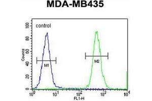 Flow cytometric analysis of MDA-MB435 cells using HNRNPCL1 Antibody (C-term) Cat.