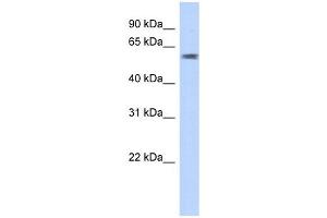 PGBD3 antibody used at 1 ug/ml to detect target protein. (PGBD3 Antikörper  (N-Term))