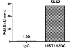 Chromatin Immunoprecipitation Hela (4*10 6 ) were treated with Micrococcal Nuclease, sonicated, and immunoprecipitated with 5 μg anti-HIST1H2BC (ABIN7139590) or a control normal rabbit IgG. (Histone H2B Antikörper  (meLys12))