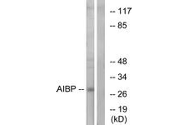 C1orf135 Antikörper  (AA 121-170)