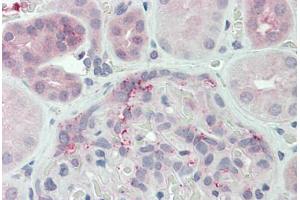 Anti-DUSP22 antibody  ABIN1048522 IHC staining of human kidney. (DUSP22 Antikörper  (N-Term))