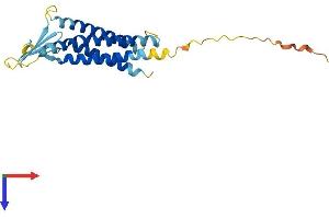 Claudin 17 Protein (CLDN17) (AA 1-224) (His tag)