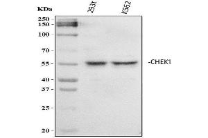 Western blot analysis of Chk1/CHEK1 using anti-Chk1/CHEK1 antibody (ABIN5518819).