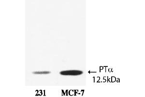 Western Blot analysis of ABIN109906 specificity. (Prothymosin alpha 1 (AA 75-109) Antikörper)