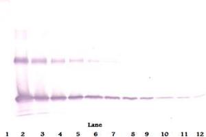 Western Blot reduced using Interleukin-33 antibody (IL-33 Antikörper)