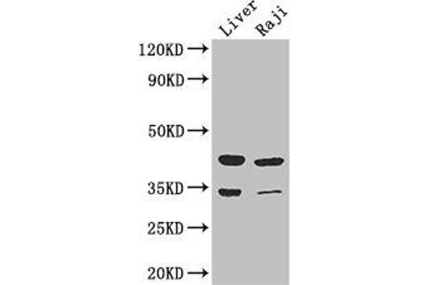 BHMT2 Antikörper  (AA 1-200)